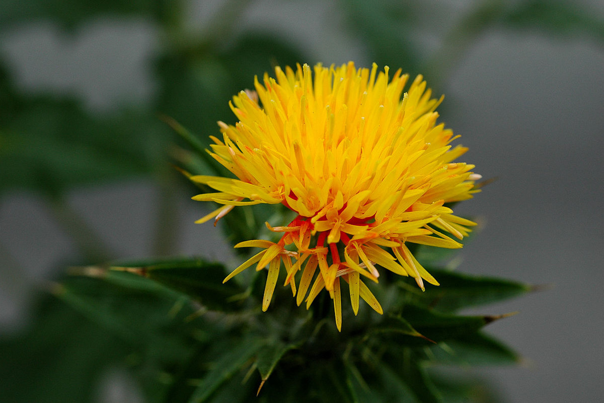 Carthamus tinctorius