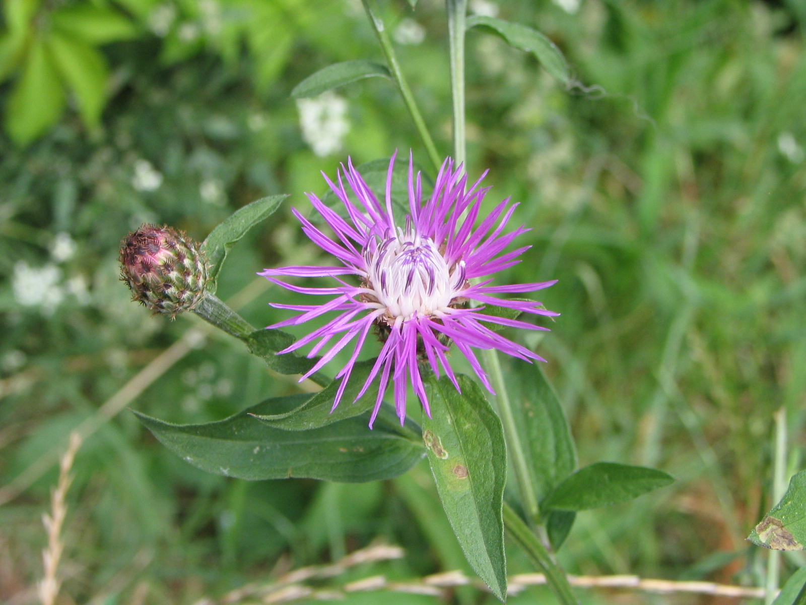 Centaurea nigrescens