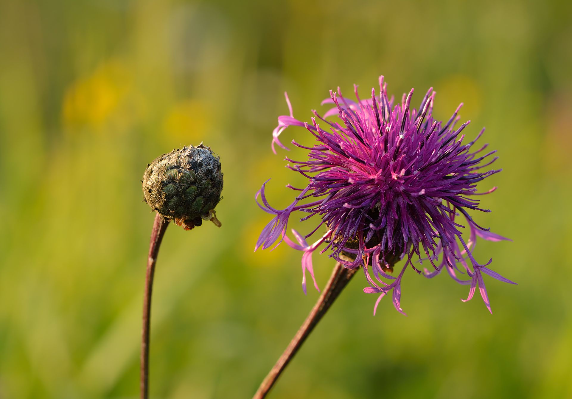 Centaurea scabiosa