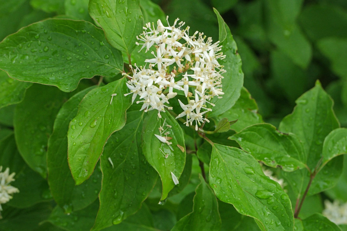 Cornus sanguinea