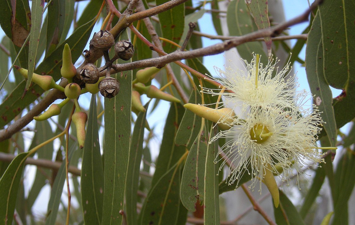 Eucalyptus spp.