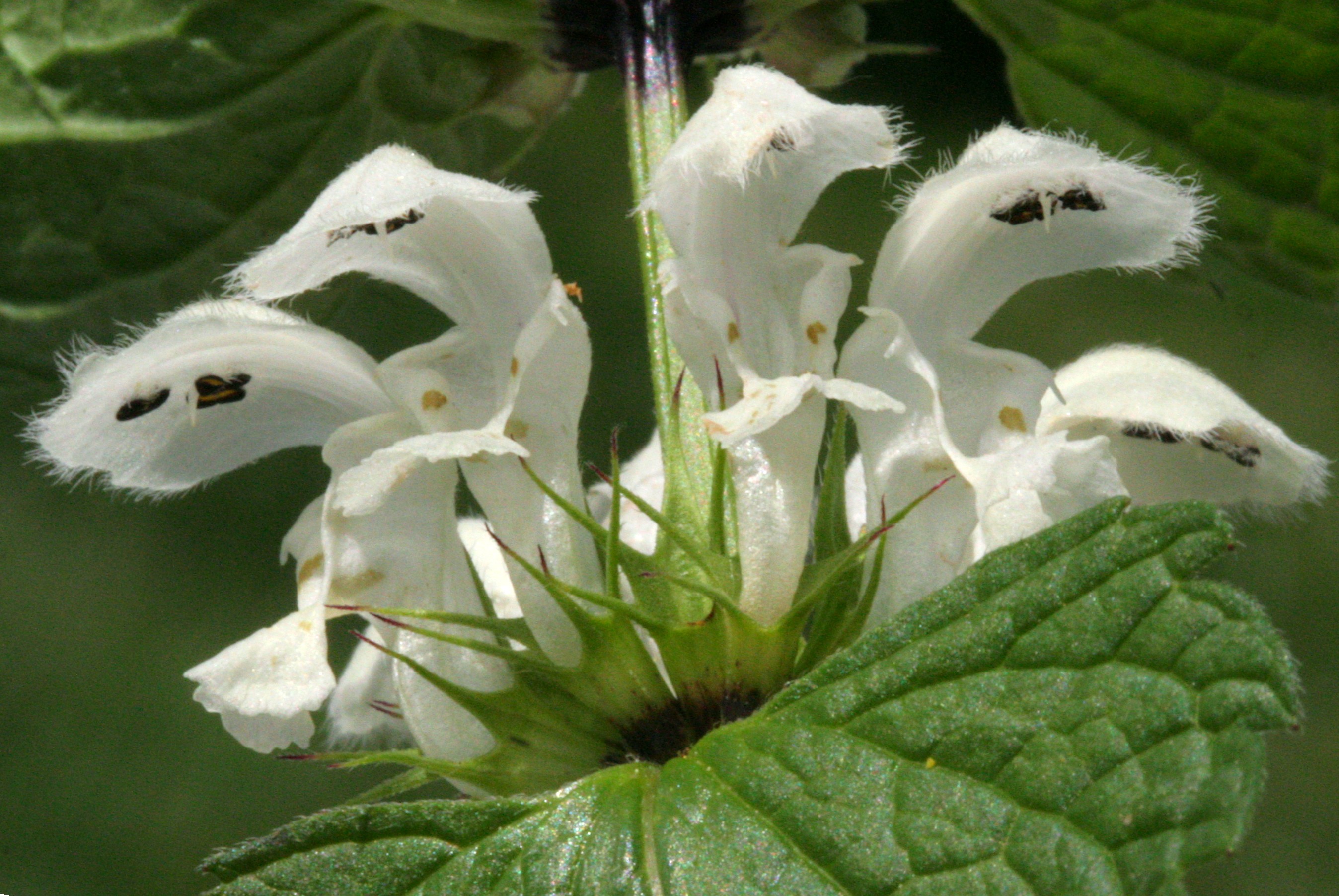 Lamium album