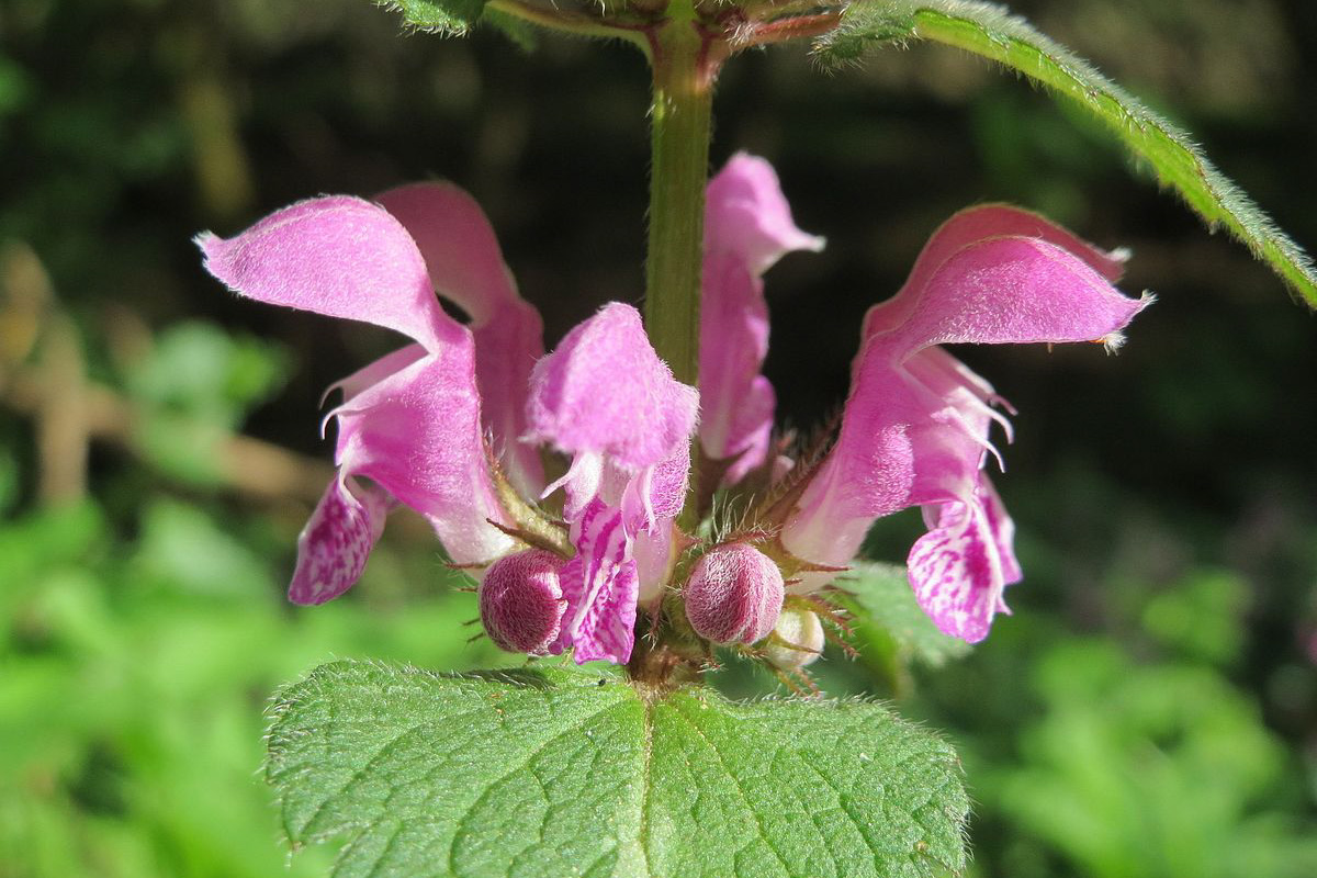 Lamium maculatum