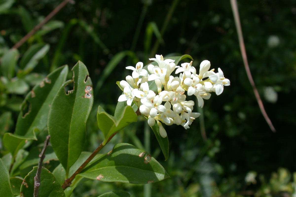 Ligustrum Vulgare