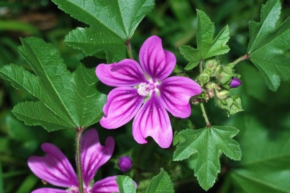 Malva sylvestris