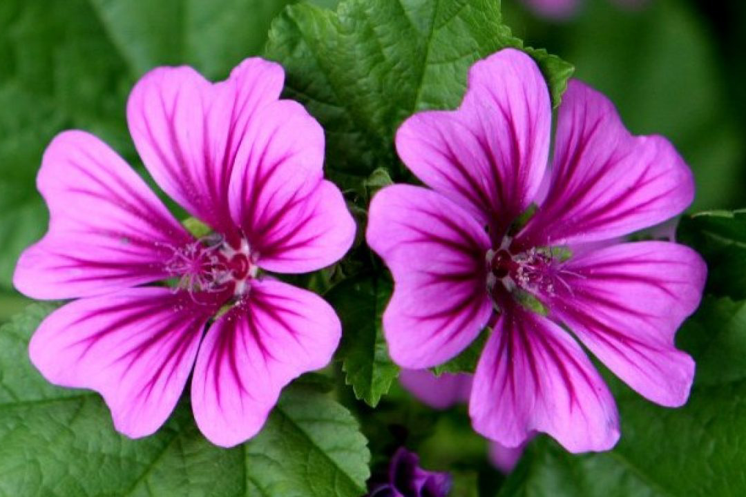 Malva maurytiana