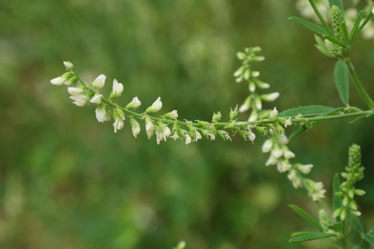 Melilotus albus