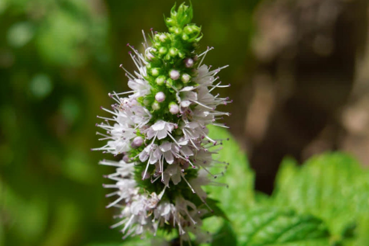 Mentha spicata