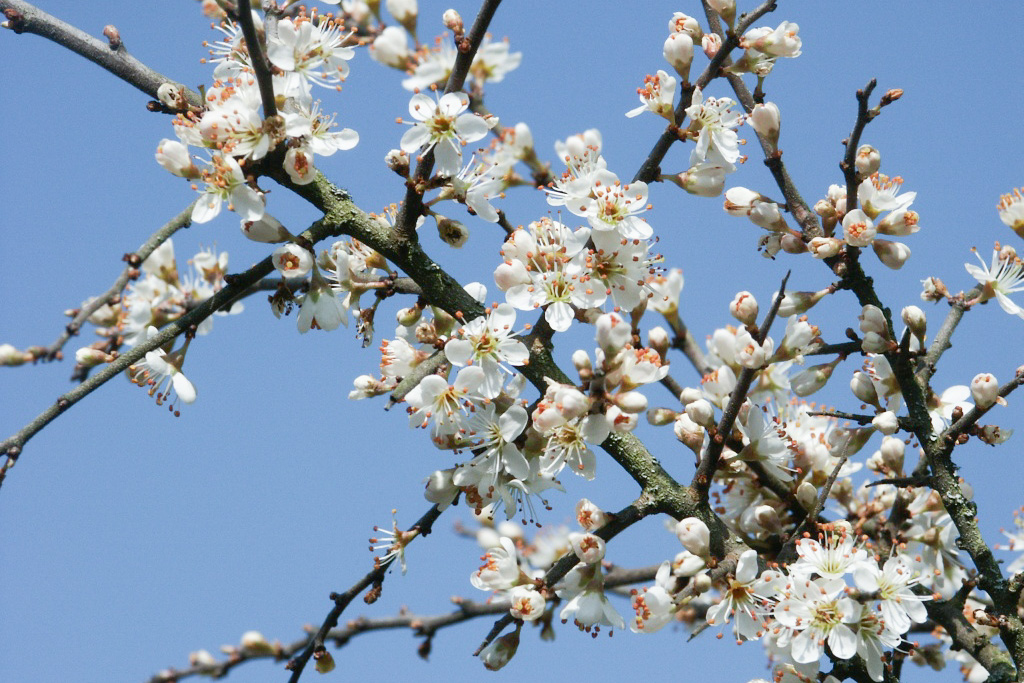 Prunus spinosa