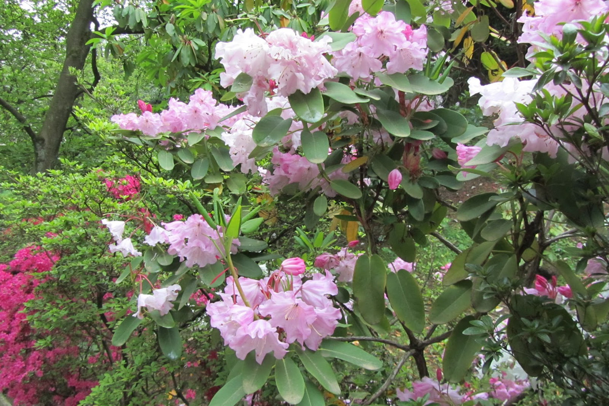 Rhododendron liliiflorum