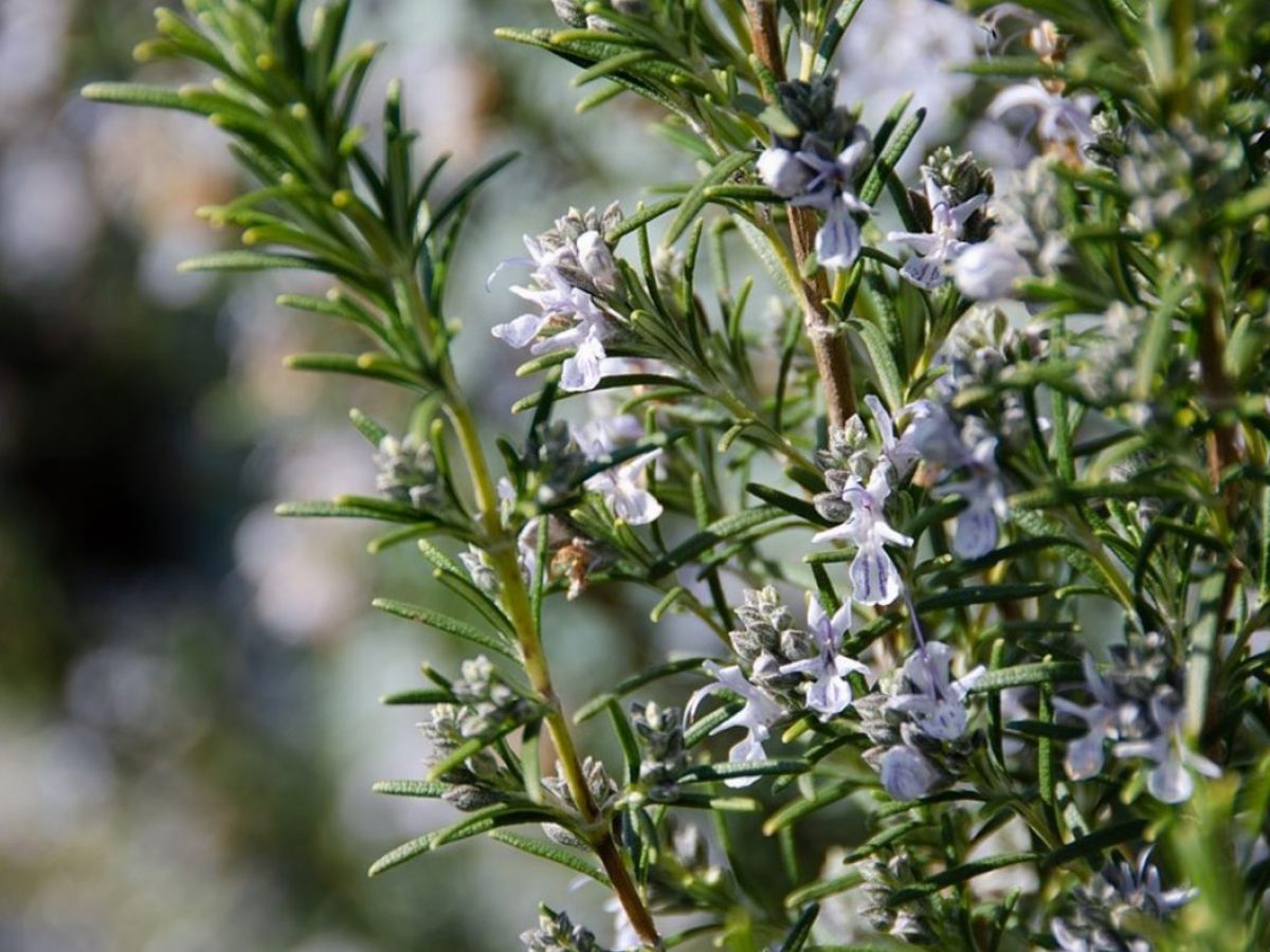 Rosmarinus officinalis
