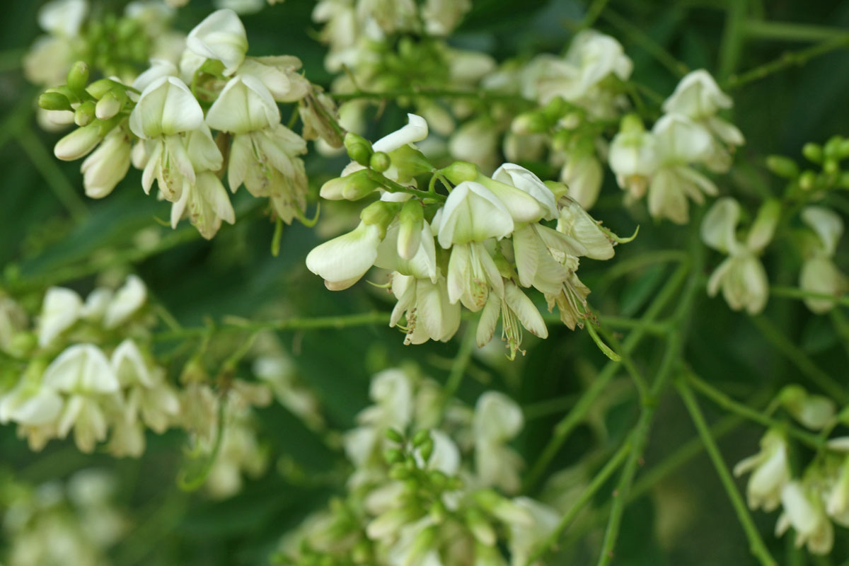 Styphnolobium japonicum