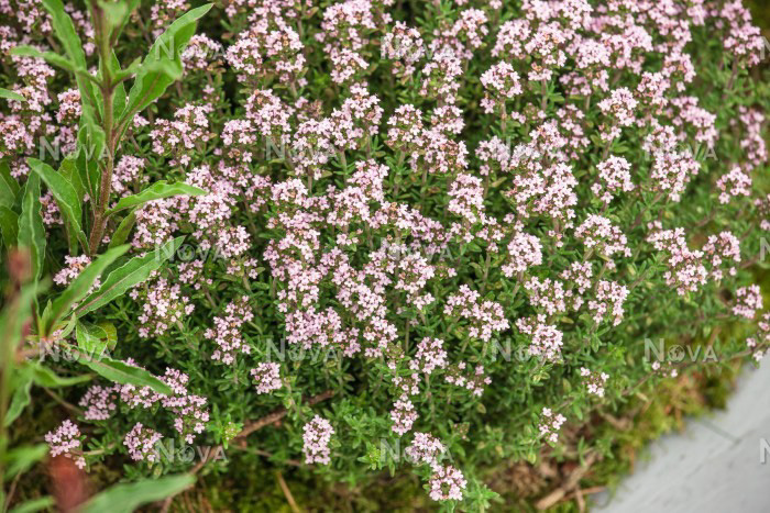 Thymus vulgaris