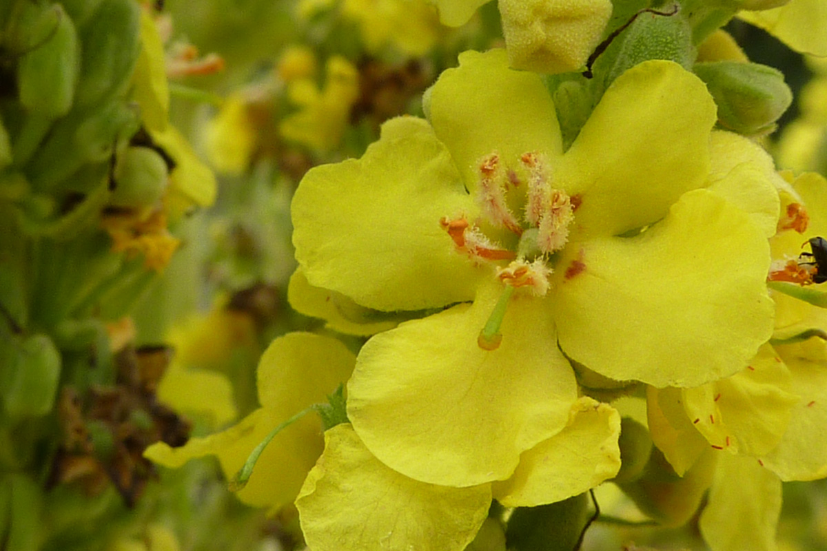 Verbascum thapsus
