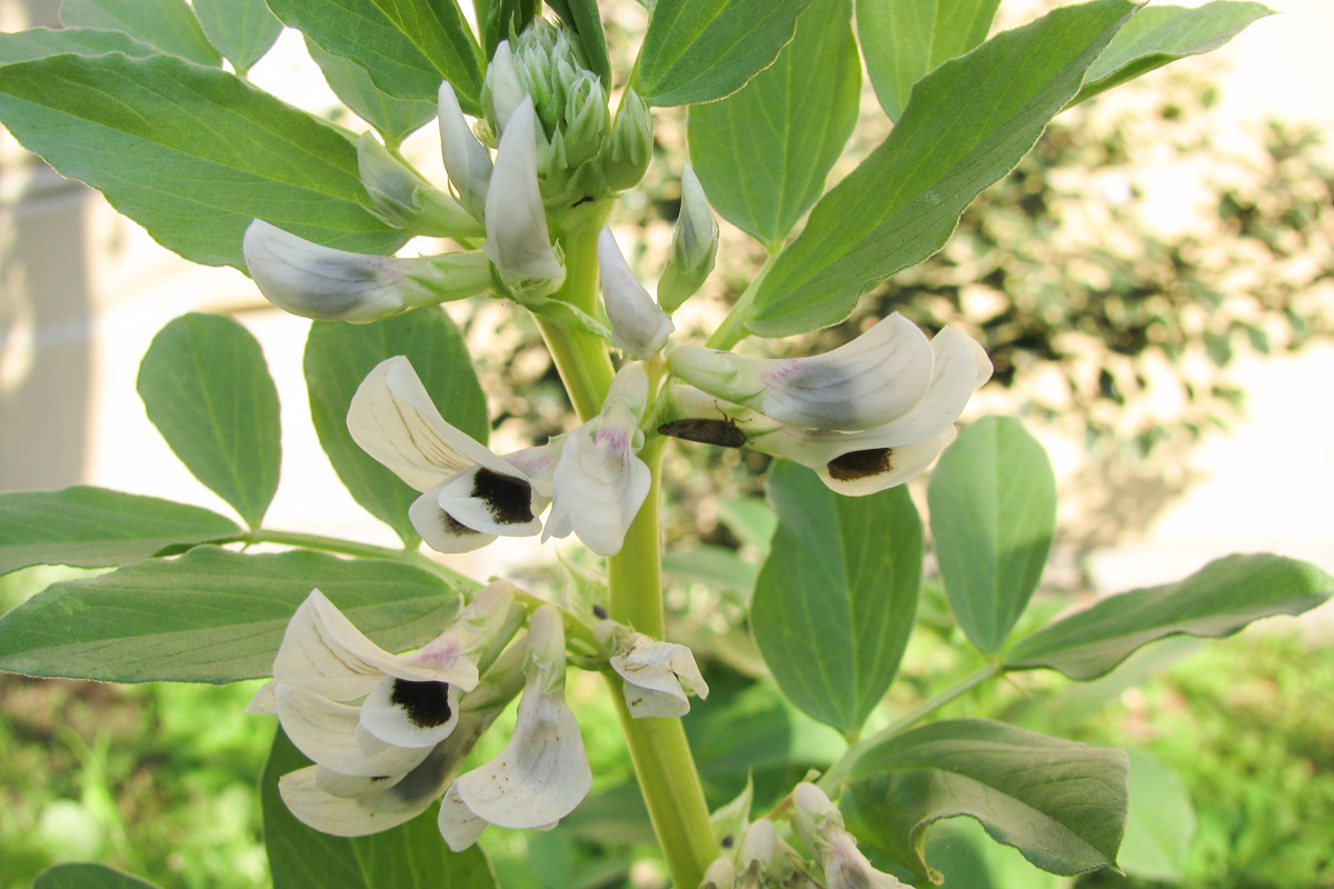 Vicia faba