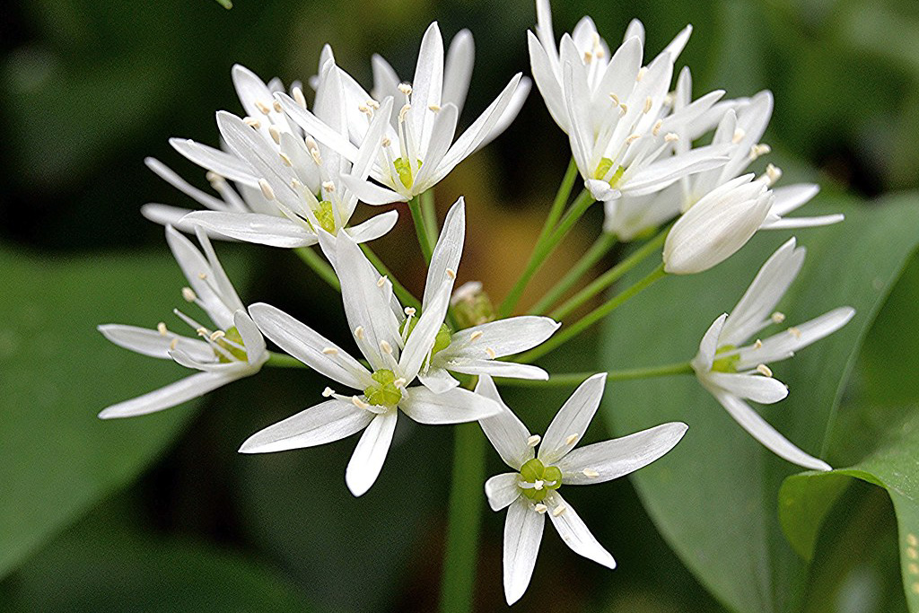 Allium ursinum
