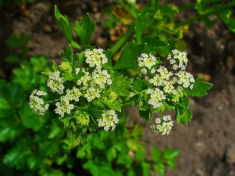 Apium graveolens