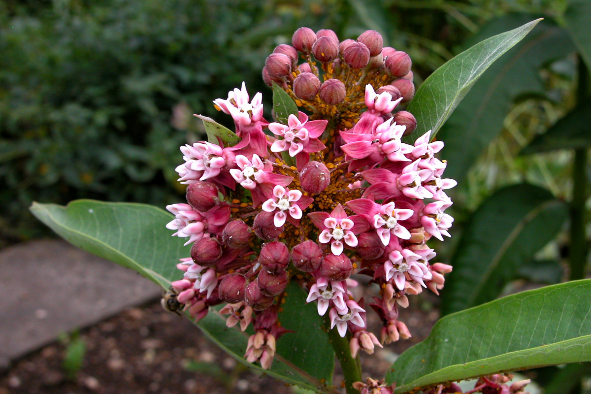 Asclepias syriaca