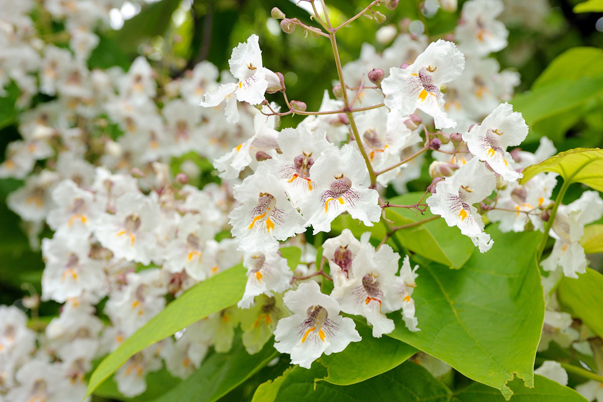 Catalpa bignonioides