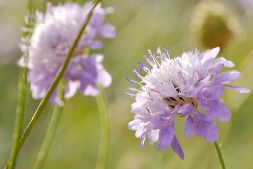 Cephalaria transsylvanica