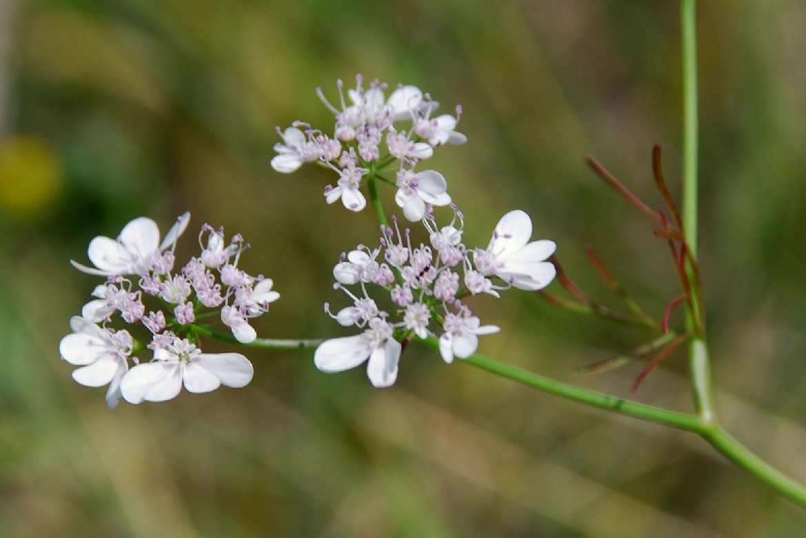Coriandrum sativum