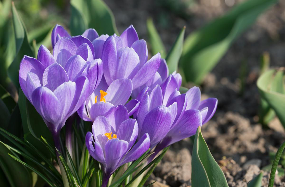 Crocus