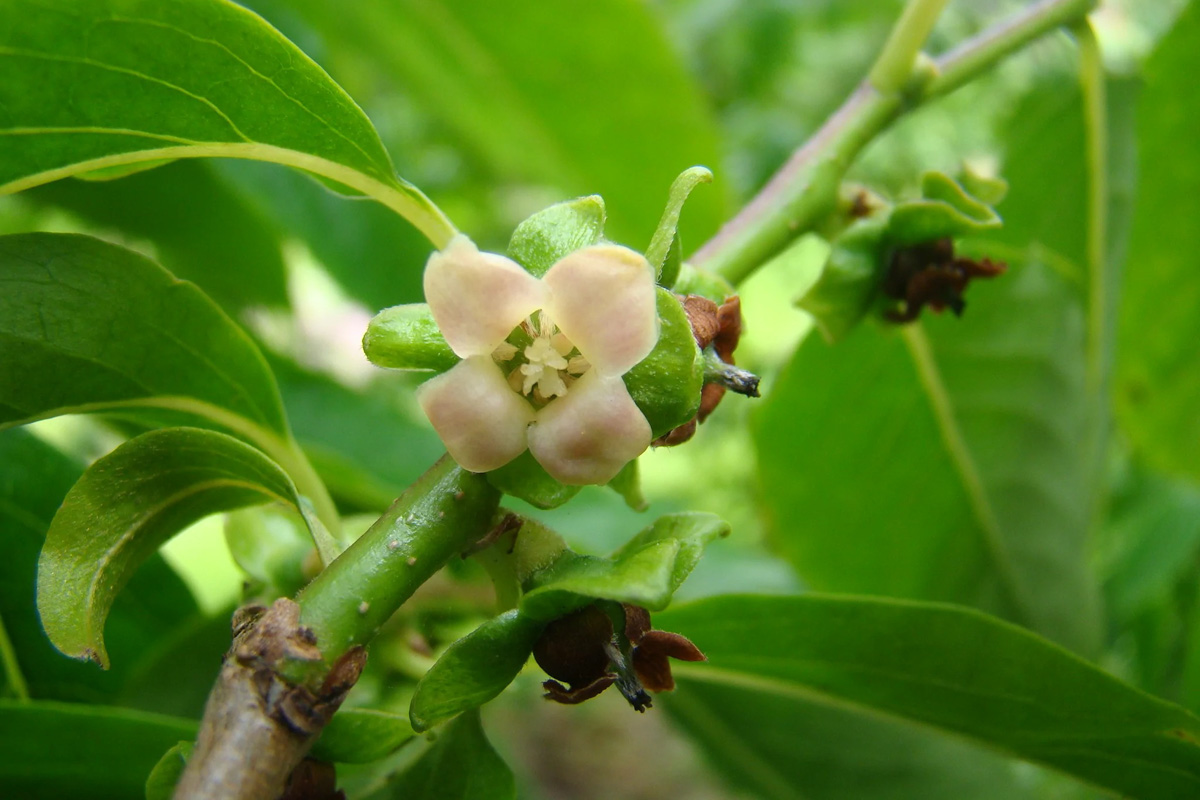 Diospyros Lotus