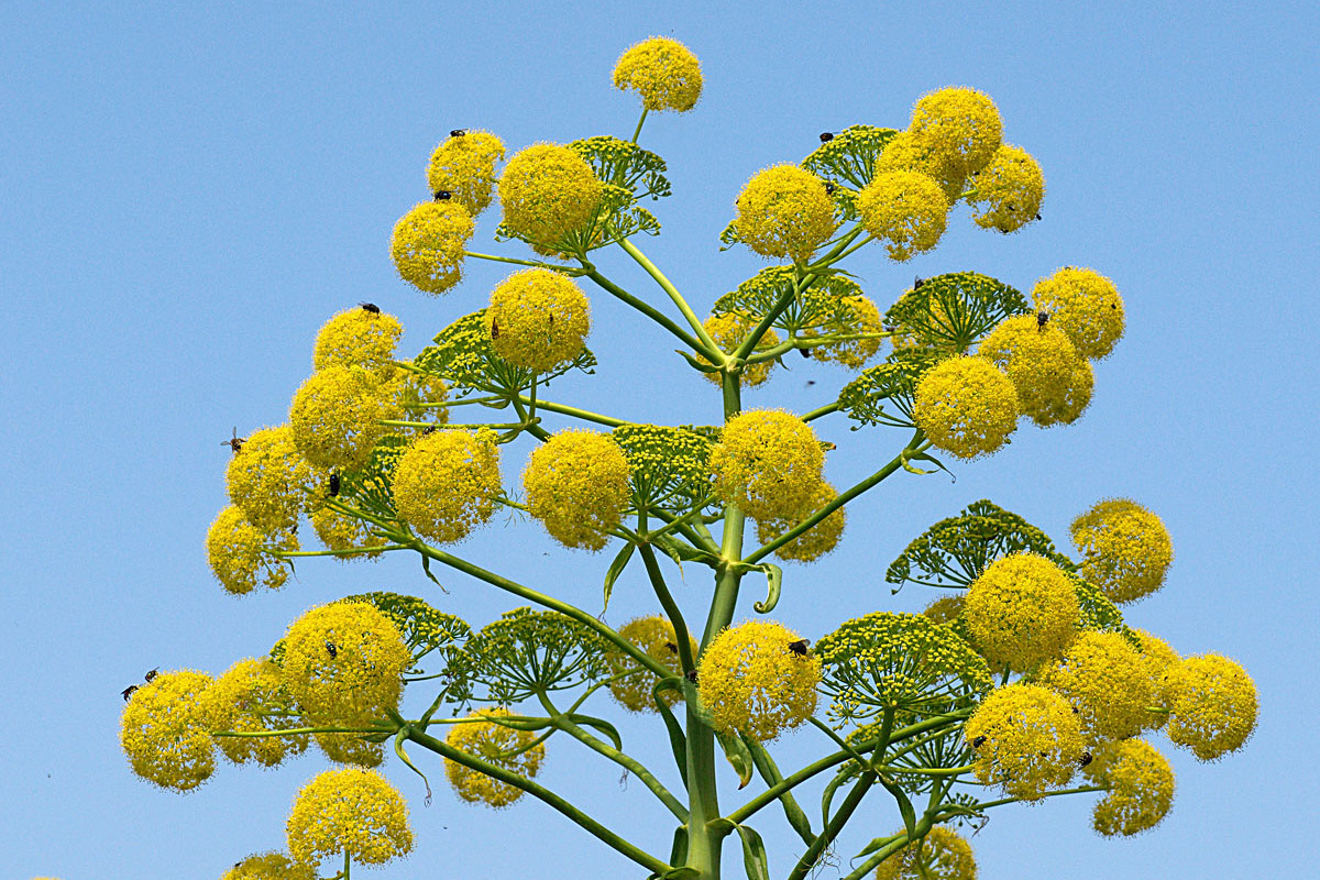Ferula communis