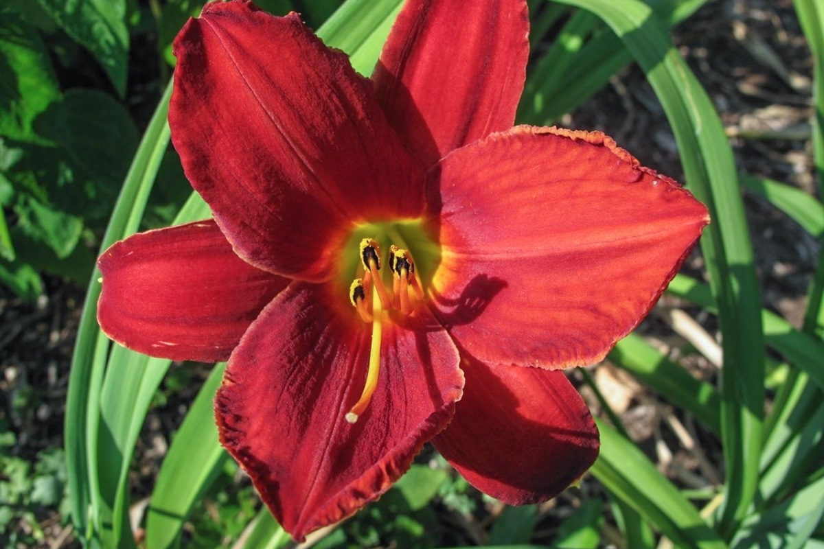 Hemerocallis fulva