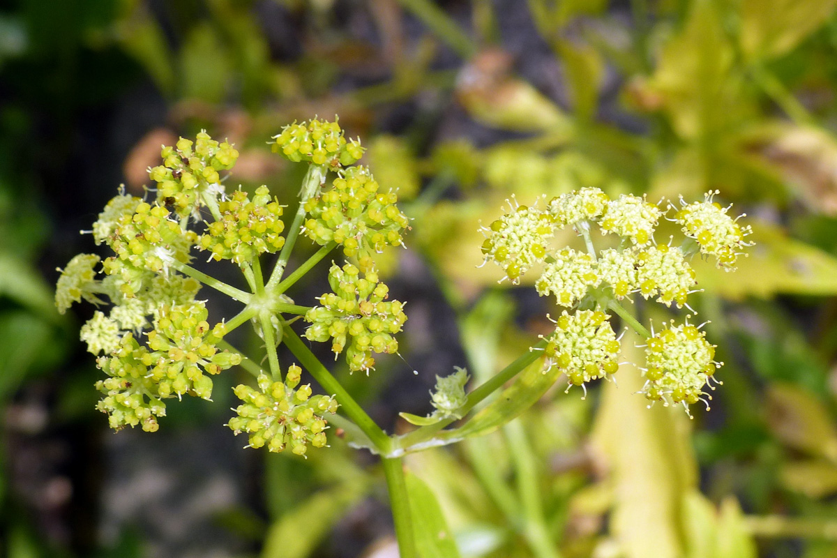 Levisticum officinale