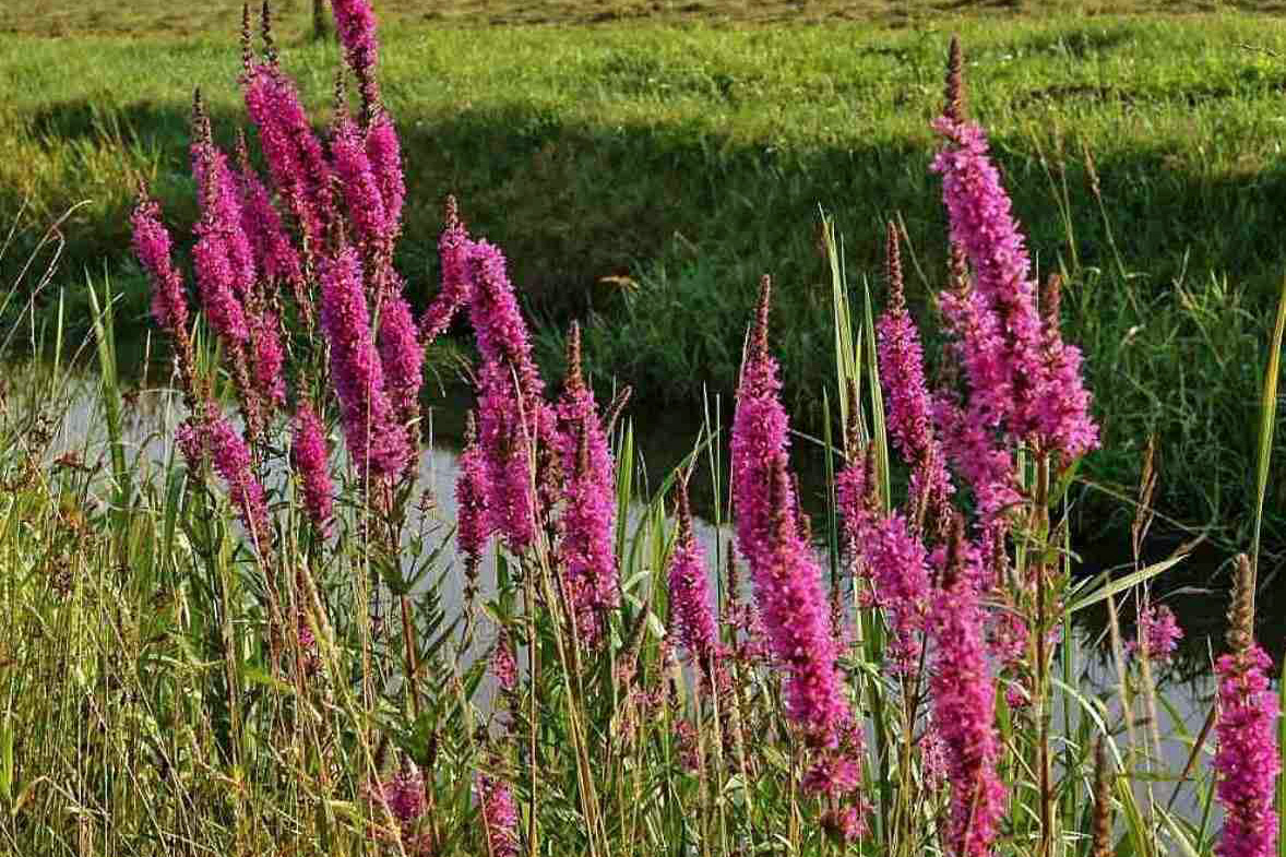 Lythrum salicaria