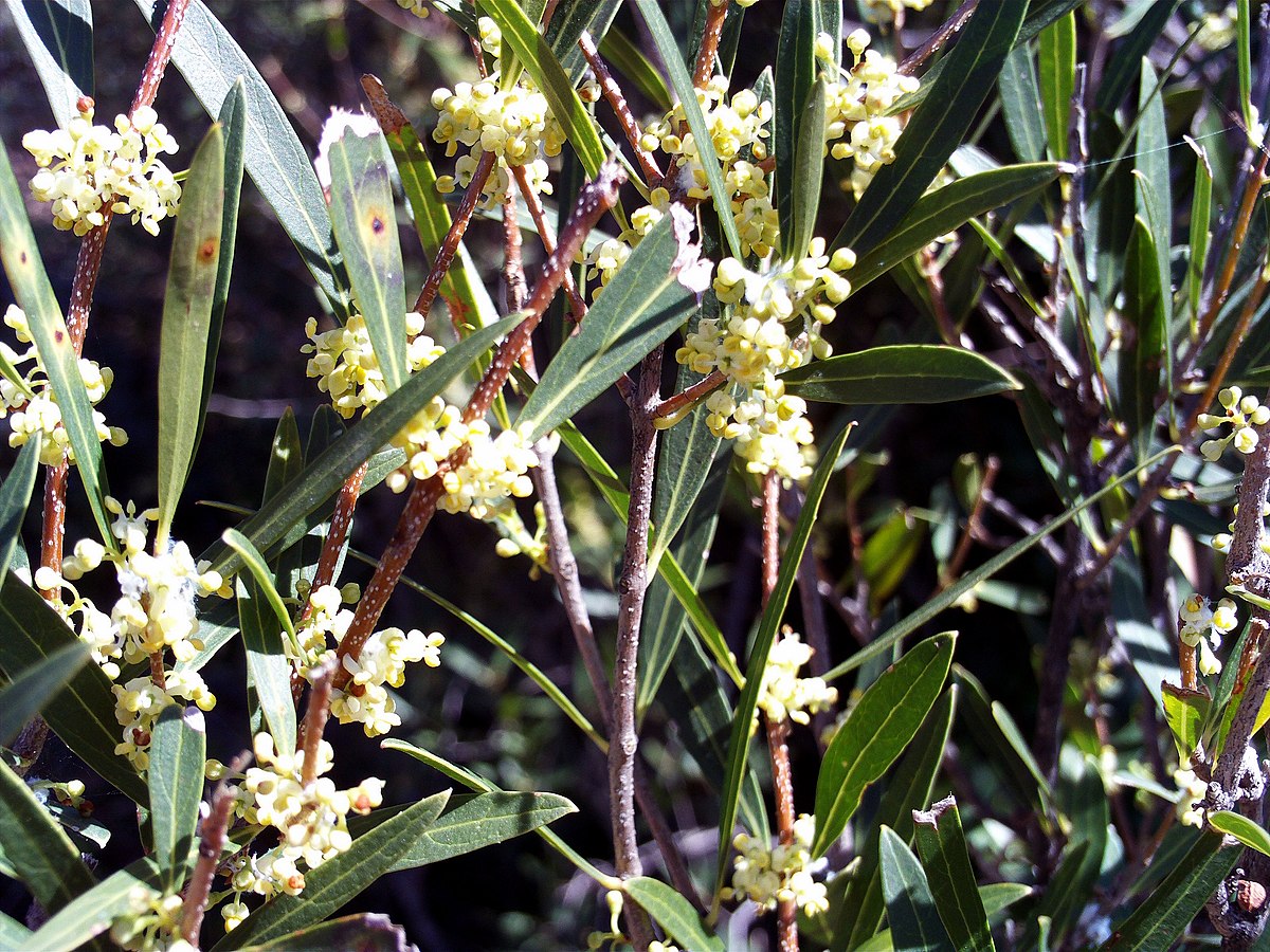 Phillyrea angustifolia