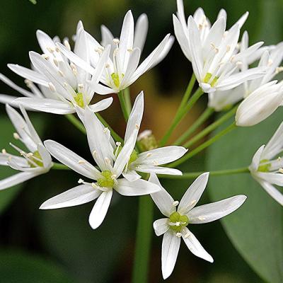 Allium ursinum