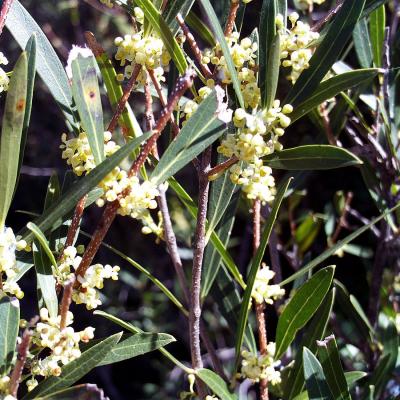 Phillyrea angustifolia