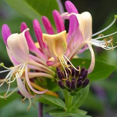 Lonicera caprifolium