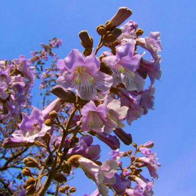 Paulownia tomentosa