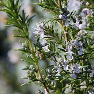Rosmarinus officinalis
