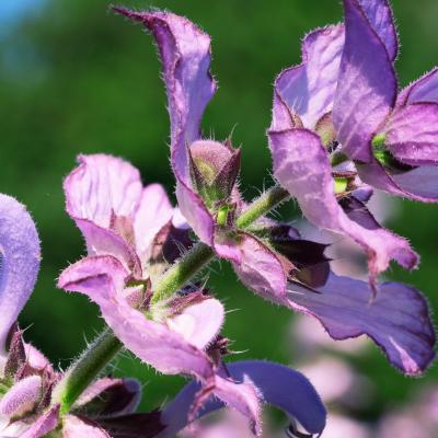 Salvia sclarea