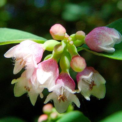 Symphoricarpos albus