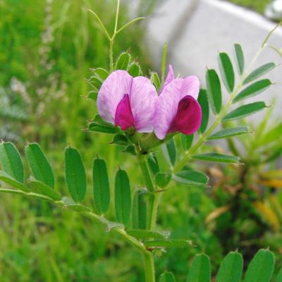 Vicia sativa