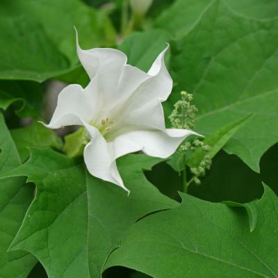 Datura Stramonium