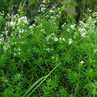 Galium mollugo