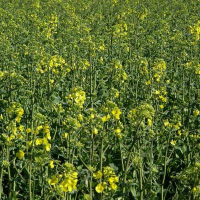 Brassica rapa