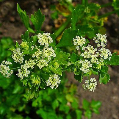 Apium graveolens