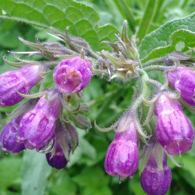 Symphytum officinale