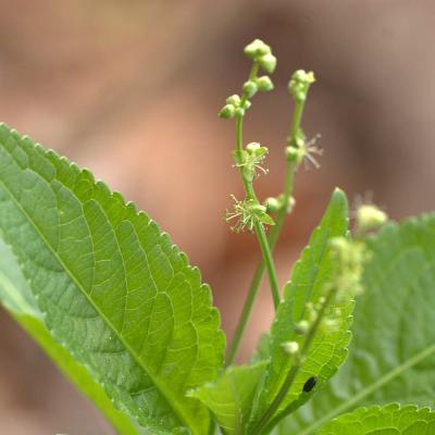 Mercurialis Perennis