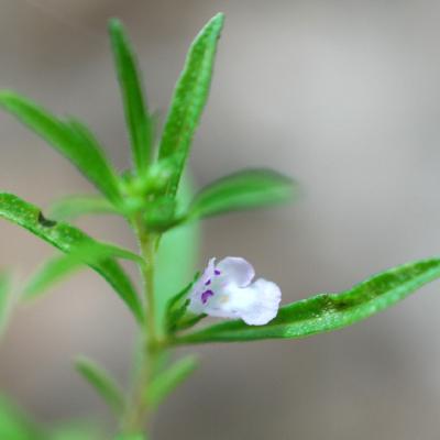 Satureja hortensis
