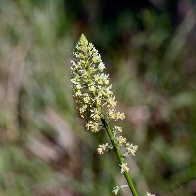 Reseda lutea