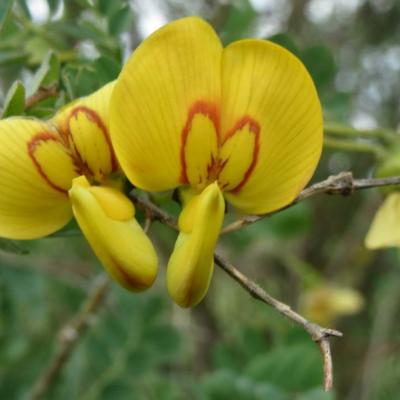 Colutea arborescens