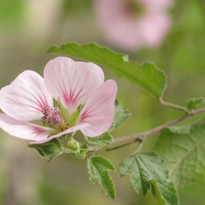 Anisodontea malvastroides